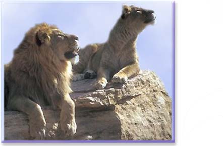 lion