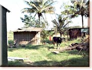 Photo Album Bamboo Hut
