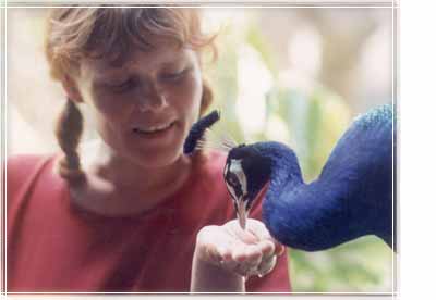 dolano with peacock "Tony"
